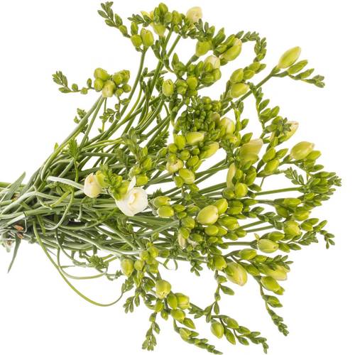 Freesie weiss gefüllt Starlight 20 Gram