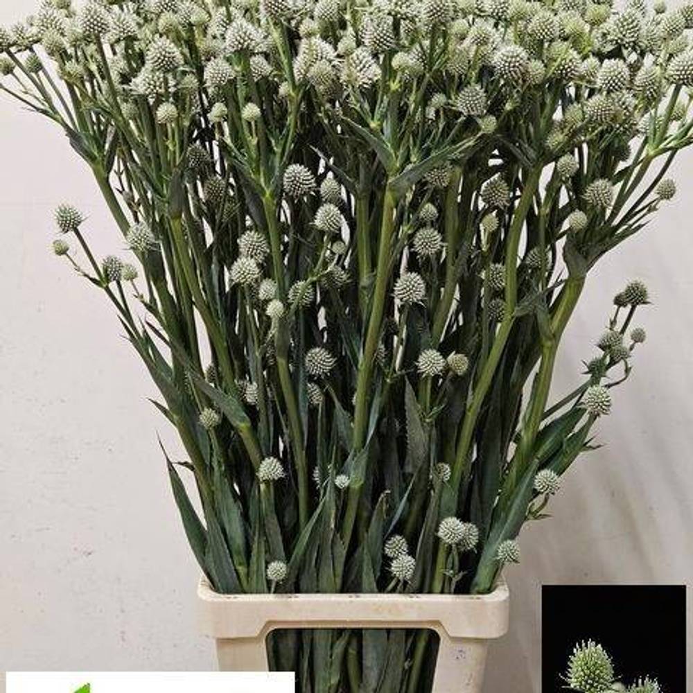 Distel hell grün Magical Silver Globe 100cm
