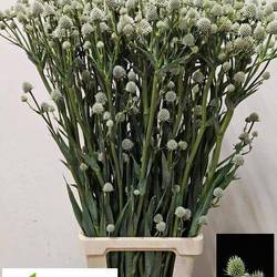 Distel hell grün Magical Silver Globe 100cm