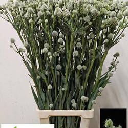 Distel hell grün Magical Silver Globe 100cm