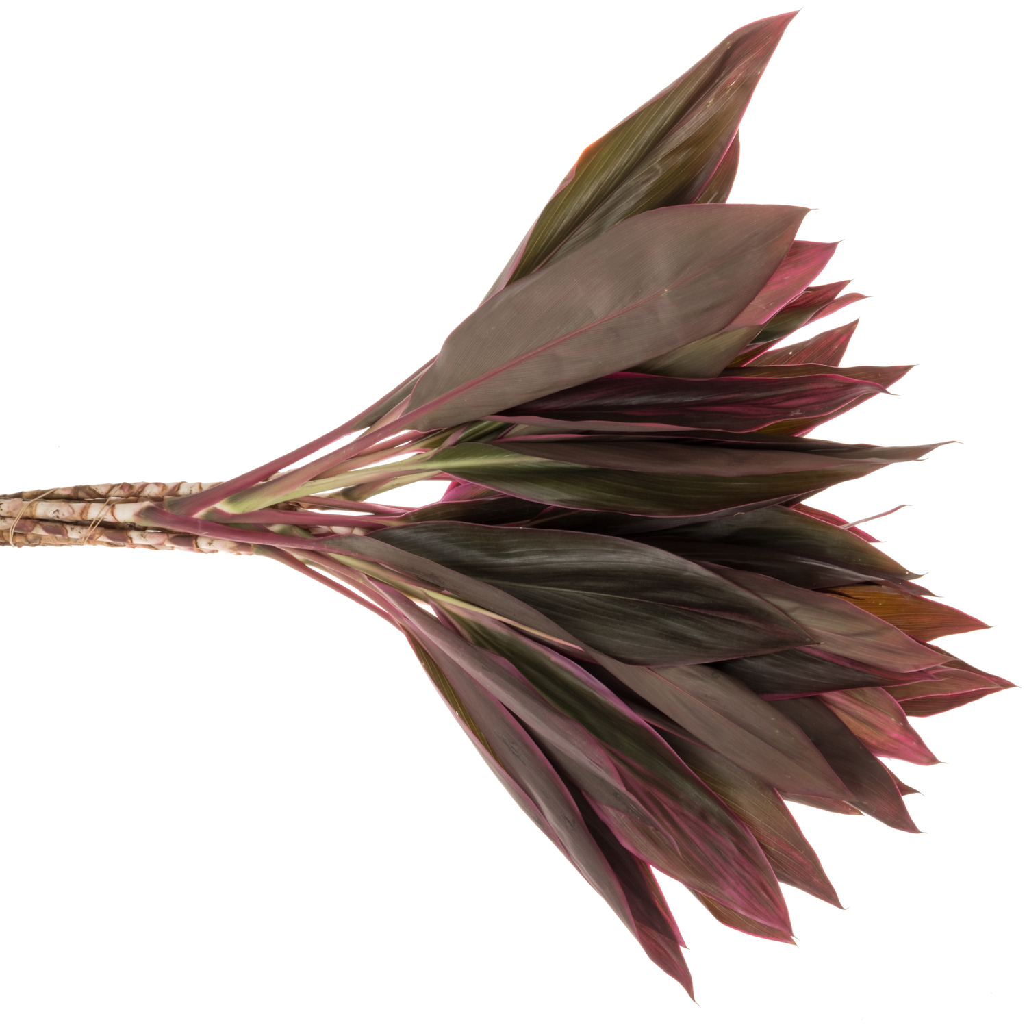 Cordyline rot Red Top 50cm