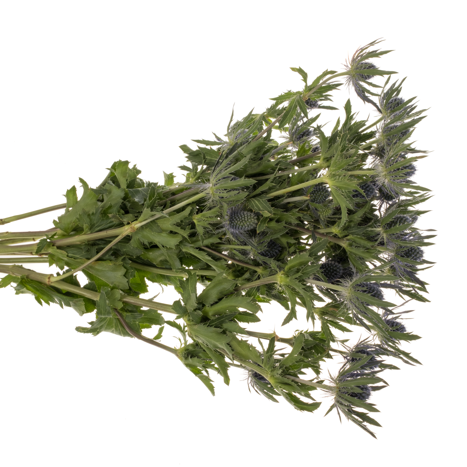 Distel violett-milka Magical Blue Lagoon 62cm
