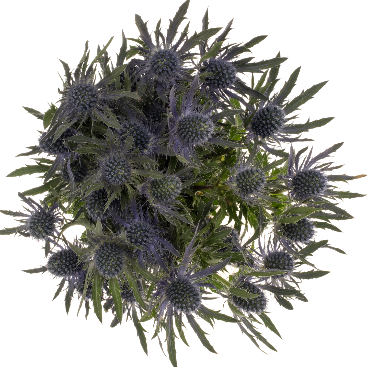 Distel violett-milka Magical Blue Lagoon 62cm