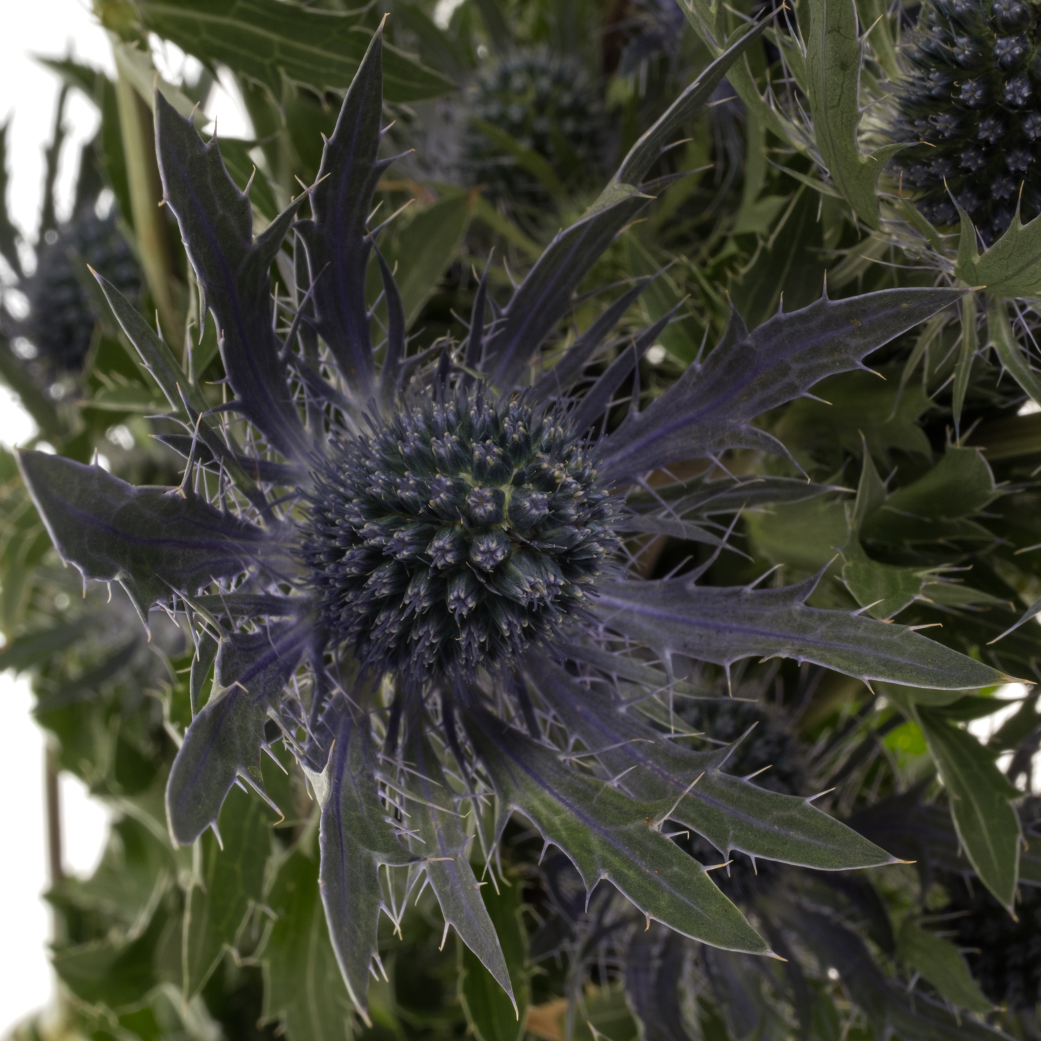Distel violett-milka Magical Blue Lagoon 62cm