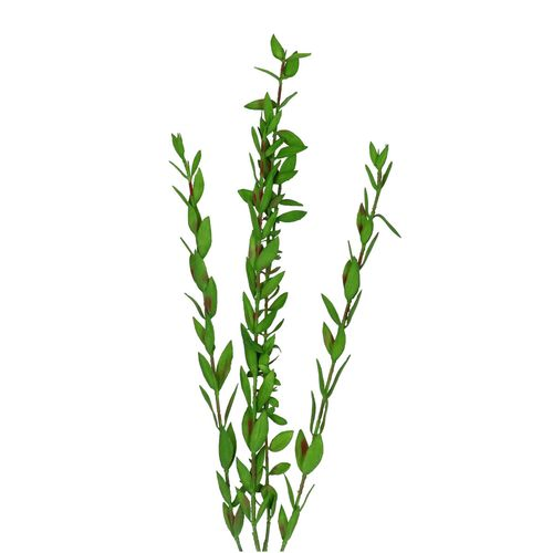 Seiden Parvifolia grün L74cm