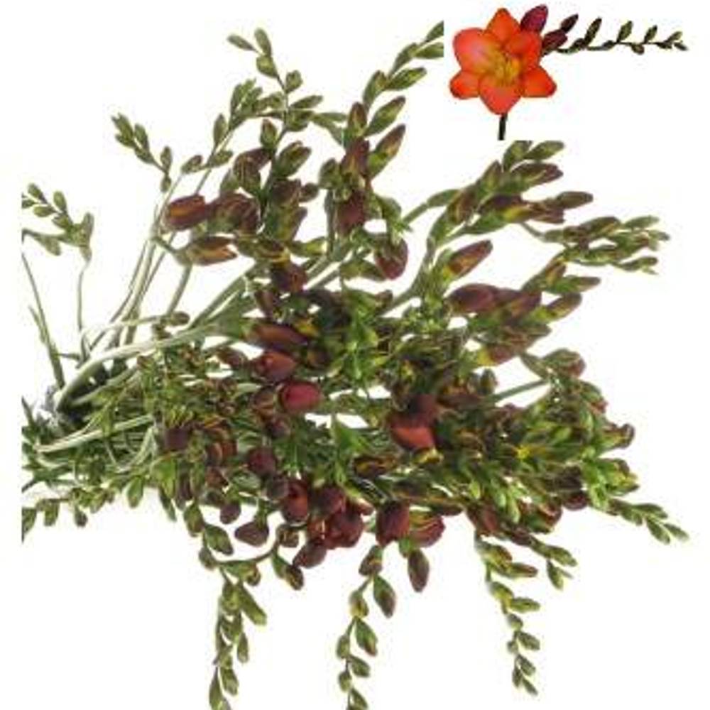 Freesie rot Fireball 28 Gramm