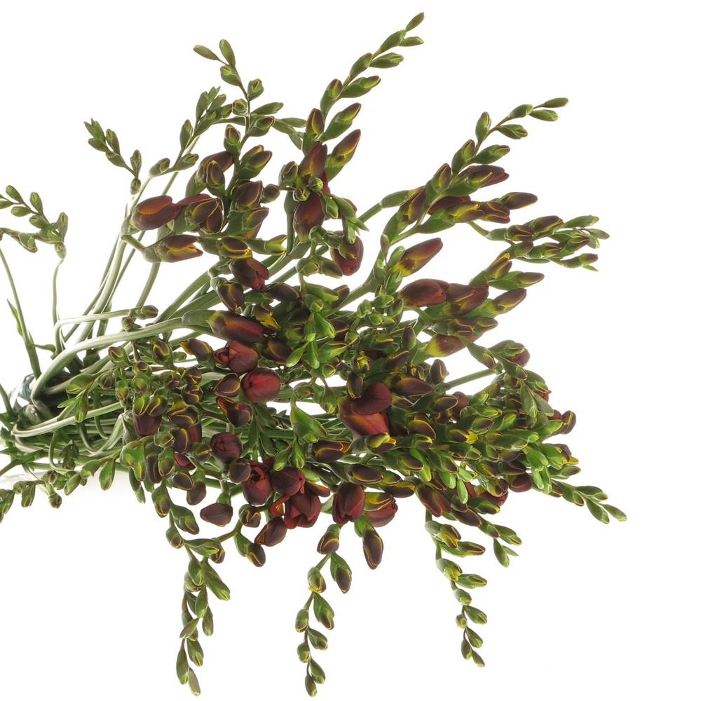 Freesie rot Fireball 28 Gramm