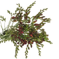 Freesie rot Fireball 28 Gramm