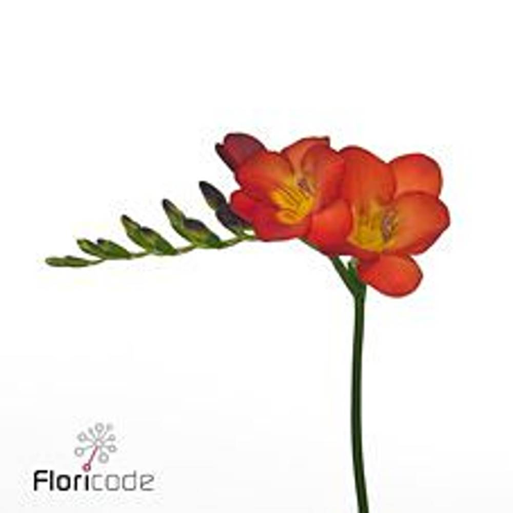 Freesie rot Fireball 28 Gramm