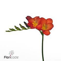Freesie rot Fireball 28 Gramm