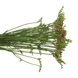 Freesie rot Fireball 28 Gramm