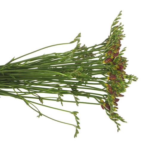 Freesie rot Fireball 28 Gramm