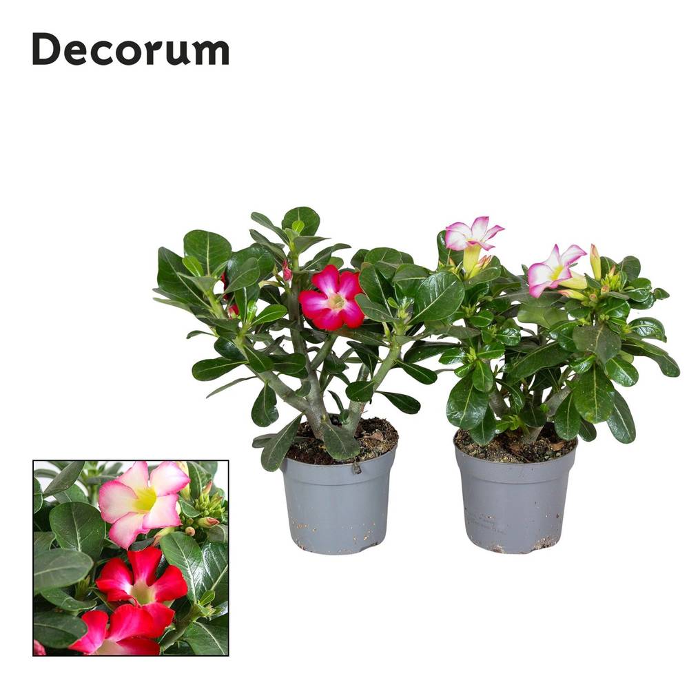 Adenium Obesum mix T13 H035