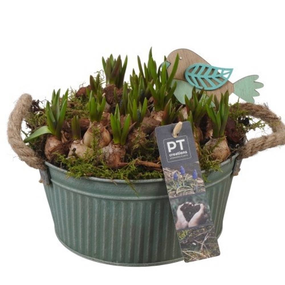 Muscari.Arr PTMB6176 T19 H020