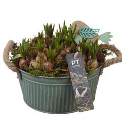 Muscari.Arr PTMB6176 T19 H020