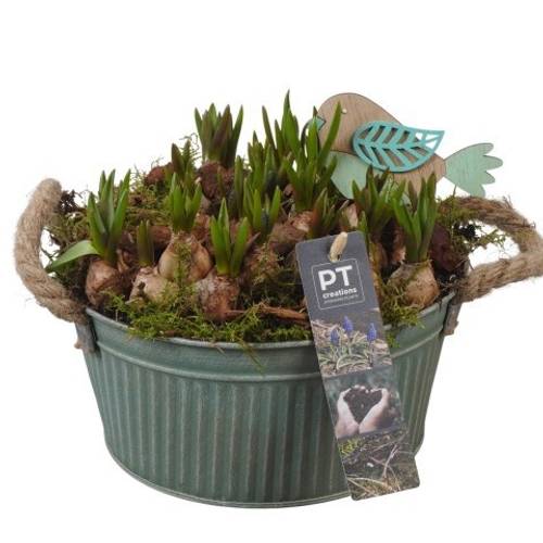 Muscari.Arr PTMB6176 T19 H020