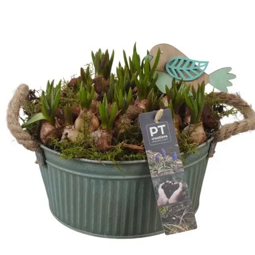 Muscari.Arr PTMB6176 T19 H020