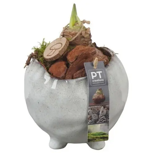 Amaryl.Arr PTAA7507 rote Bl. T15 H025