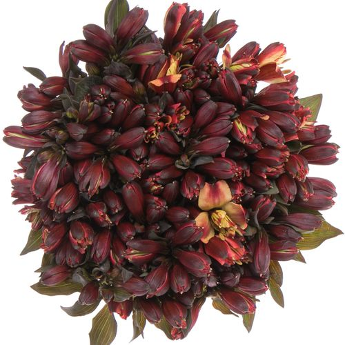 Alstroemerie rot Bündel 40cm