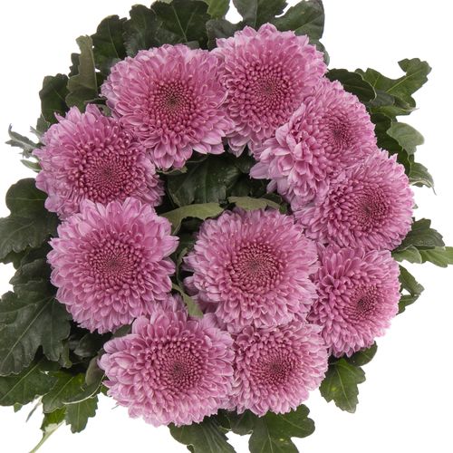 Chrys.Deko rosa pink Vanya