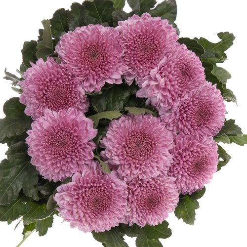 Chrys.Deko rosa pink Vanya
