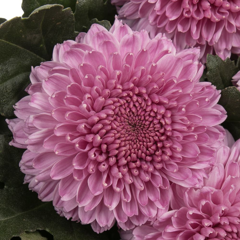 Chrys.Deko rosa pink Vanya