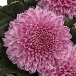 Chrys.Deko rosa pink Vanya