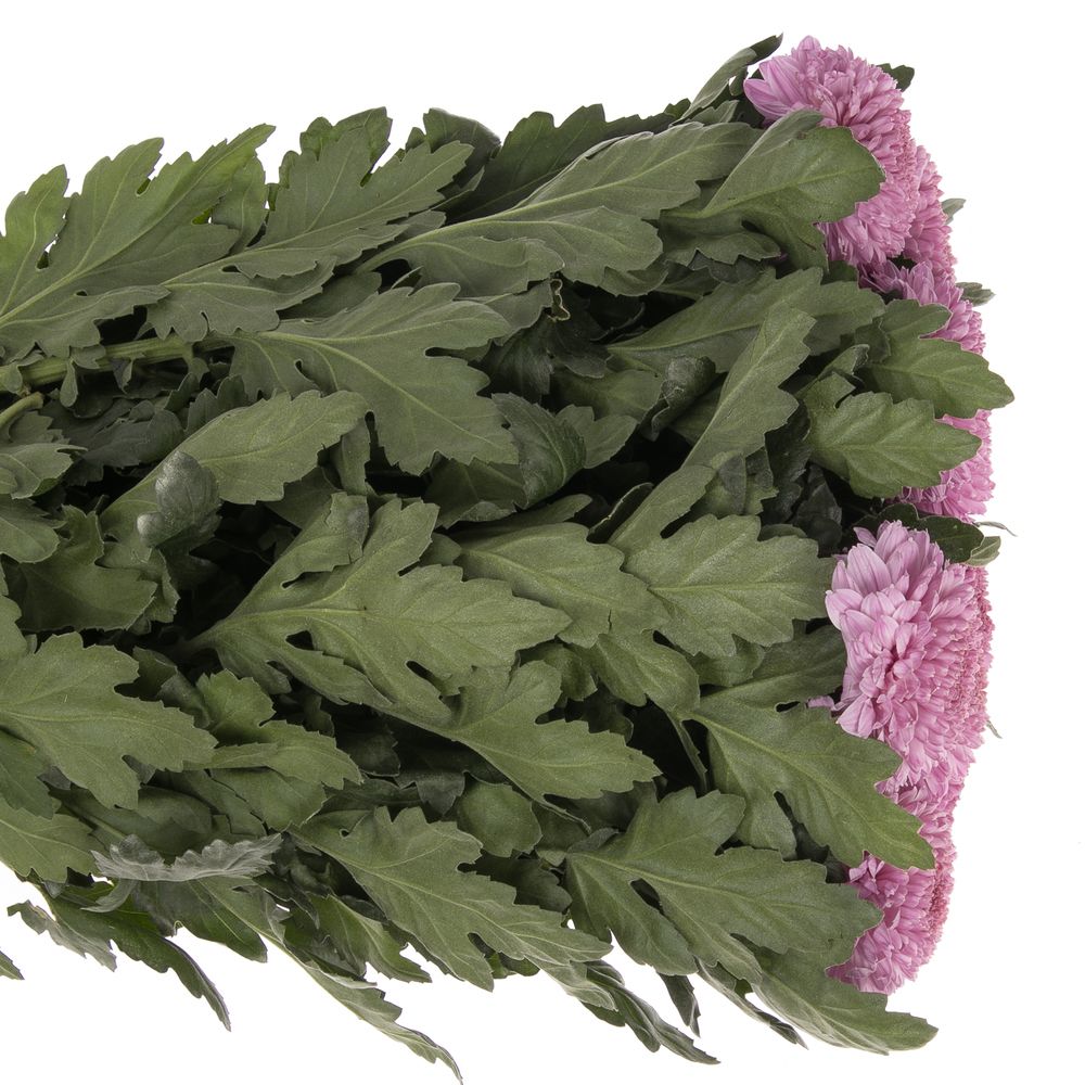 Chrys.Deko rosa pink Vanya