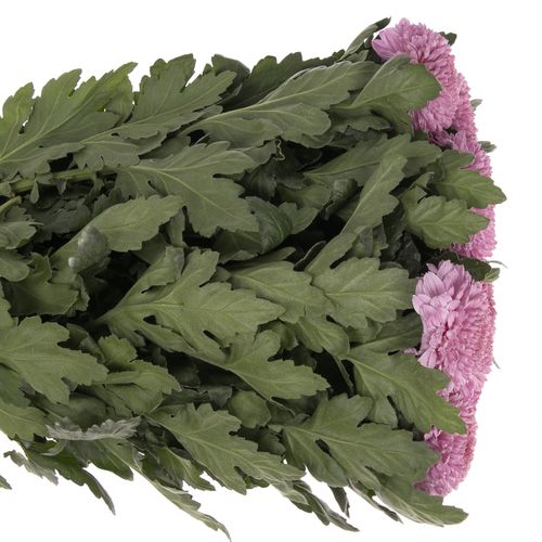 Chrys.Deko rosa pink Vanya
