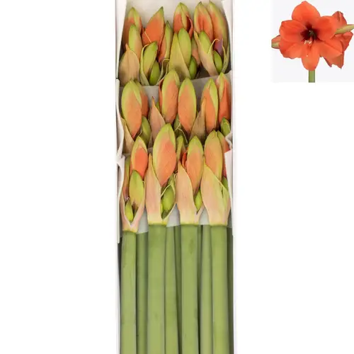 Amaryllis Krt.orange Horizon X15