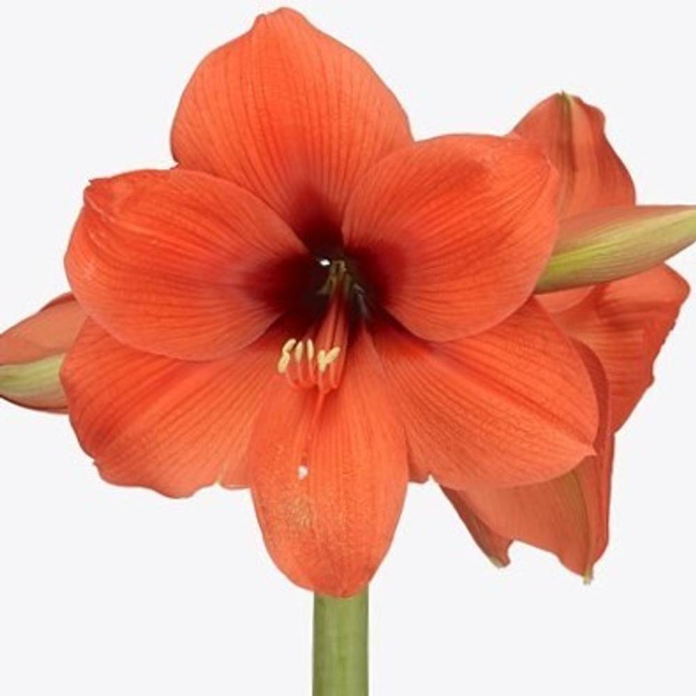 Amaryllis Krt.orange Horizon X15