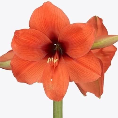 Amaryllis Krt.orange Horizon X15