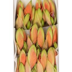 Amaryllis Krt.orange Horizon X15