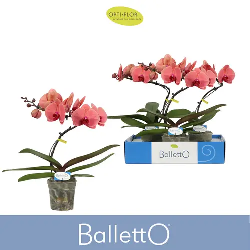 Phal.1-R lachs Balletto Orange T12 H045