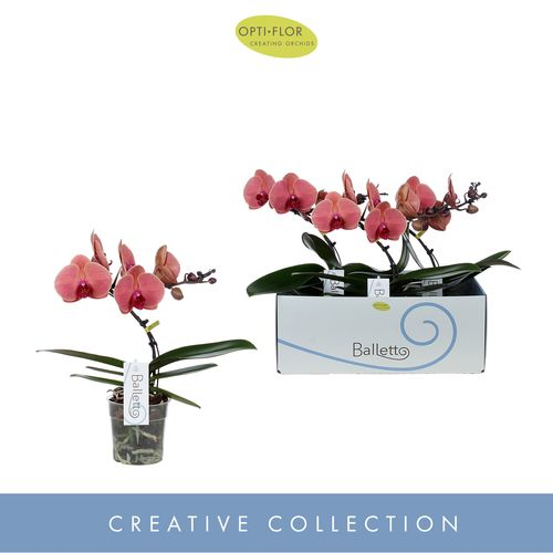 Phal.1-R orange Balletto T12 H45