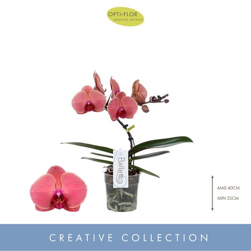 Phal.1-R orange Balletto T12 H45