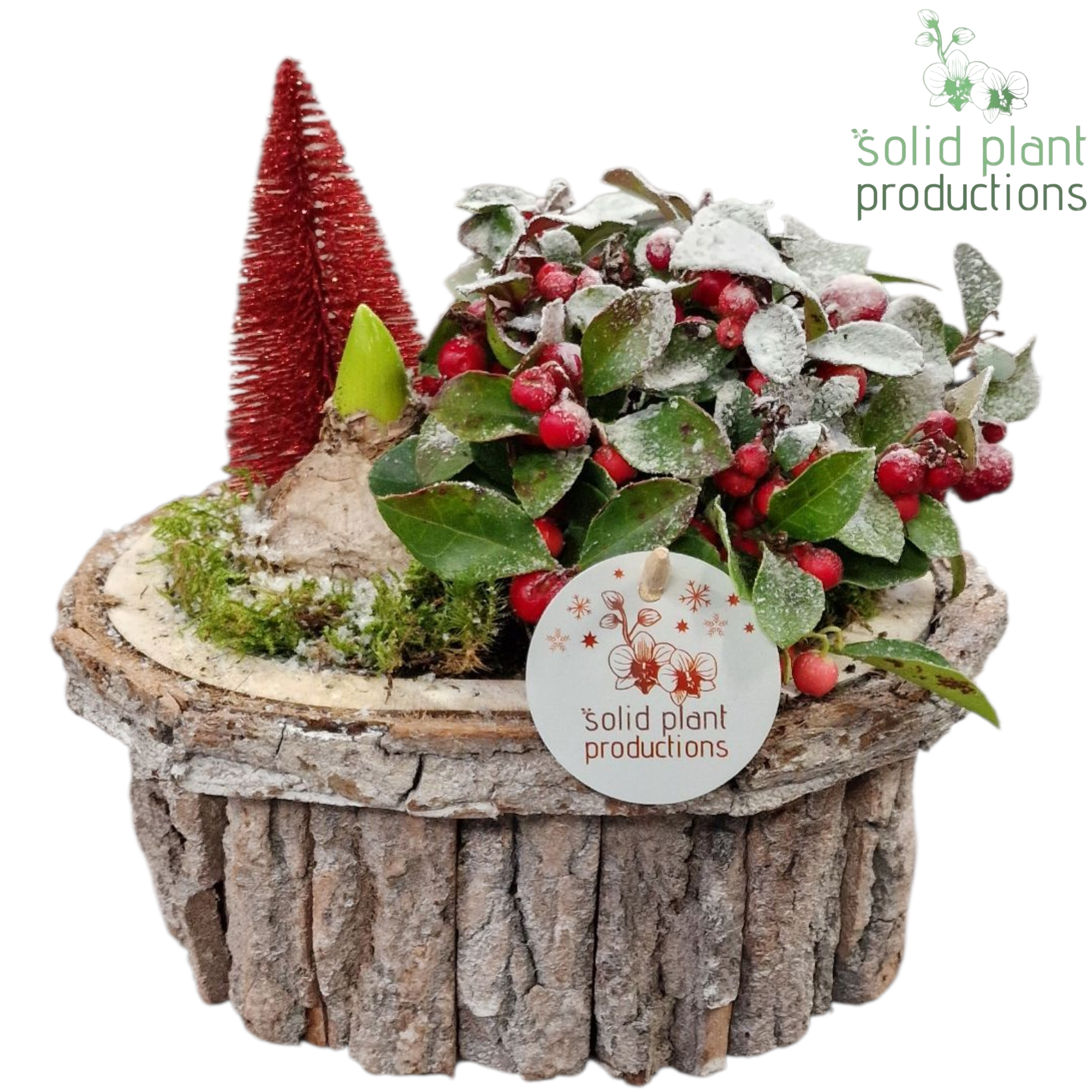 Hyac.Arr BOSH001 Weihnachten T22 H026