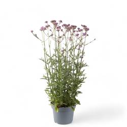 Verbena lila Bonariensis T19 H035