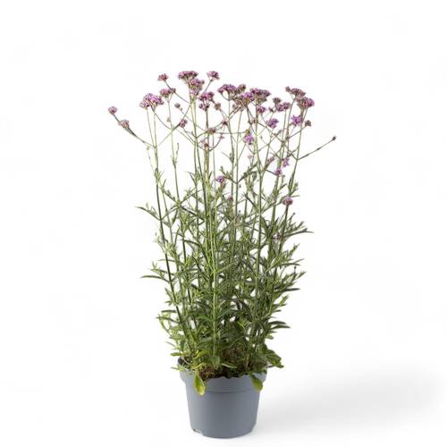 Verbena lila Bonariensis T19 H035