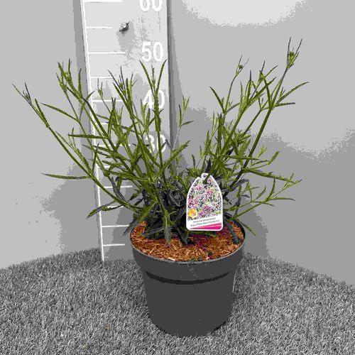 Verbena lila Bonariensis T19 H035
