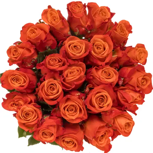 Rose dunkel orange Crush (Ec) 70cm