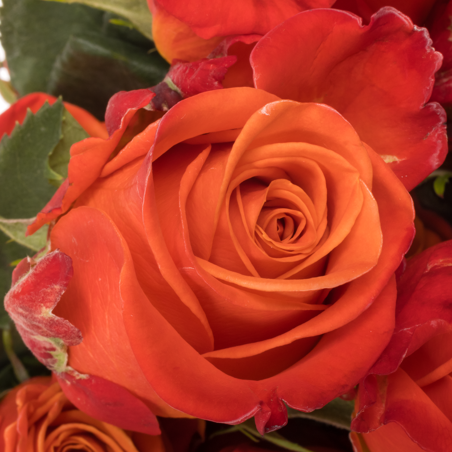 Rose dunkel orange Crush (Ec) 70cm