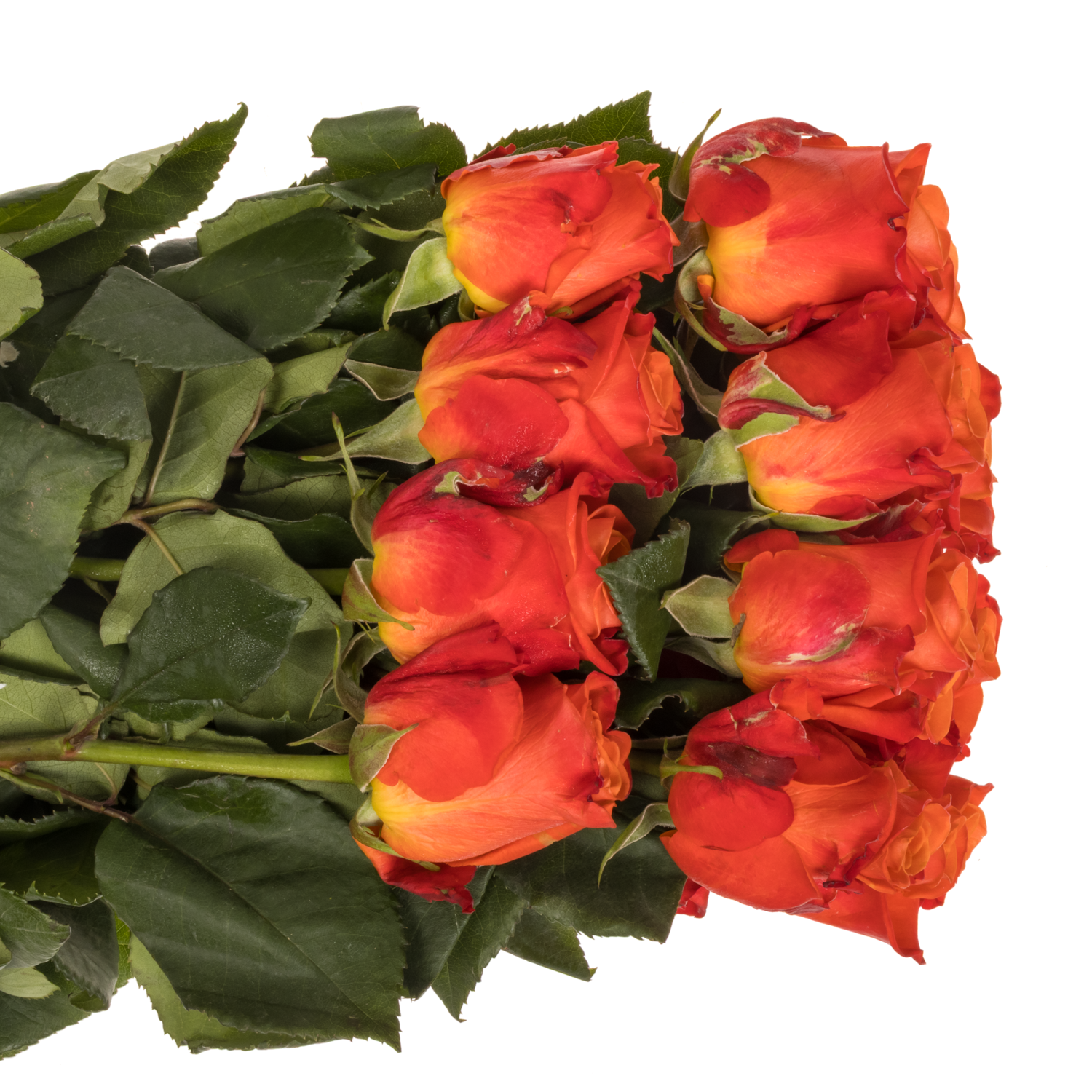 Rose dunkel orange Crush (Ec) 70cm