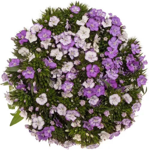 Bartnelke lila Purple Magic 60cm