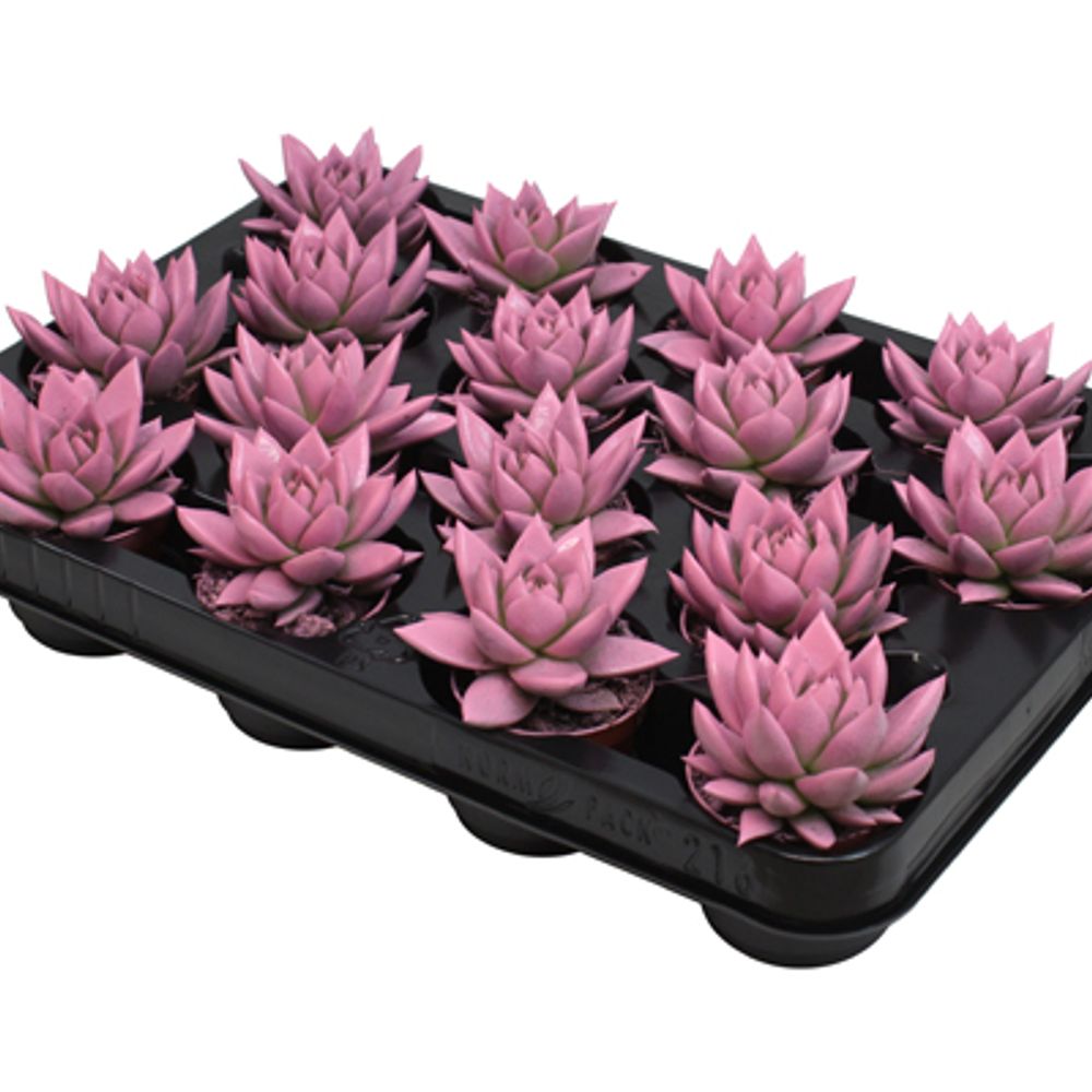 Echev.Gef rosa T06 H08