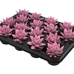 Echev.Gef rosa T06 H08