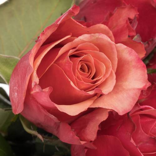 Rose rosa Pompidou 60cm