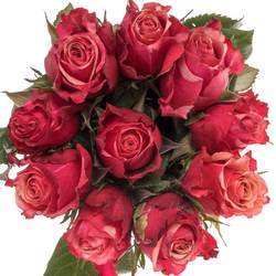 Rose rosa Pompidou 60cm