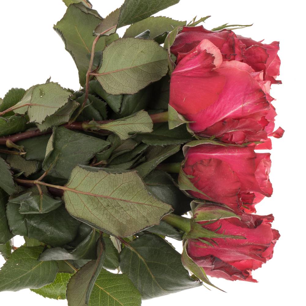 Rose rosa Pompidou 60cm