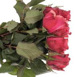 Rose rosa Pompidou 60cm